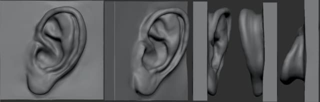 Ears anatomy studies