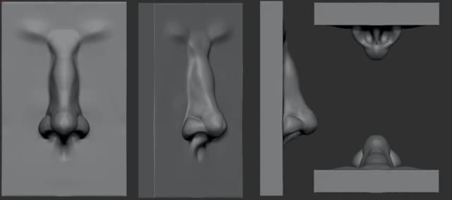 Noses anatomy studies