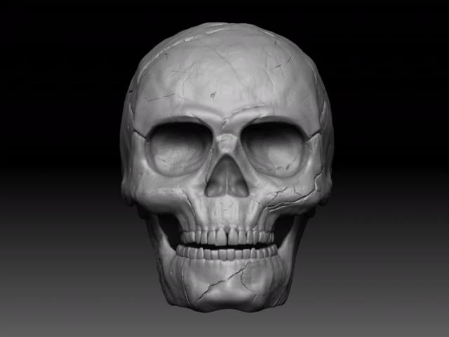 The skull